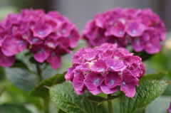 紫陽花