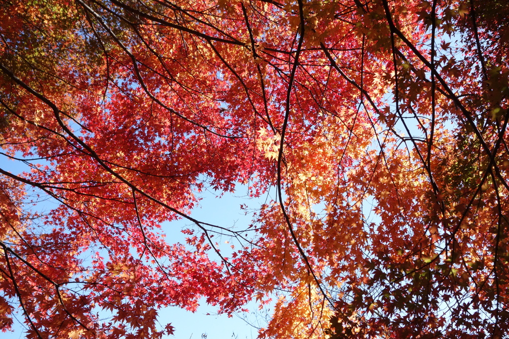 旧中山道を歩く　紅葉　6