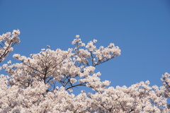 桜　満開