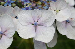 白い紫陽花