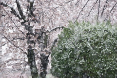 桜　雪降る景色　2