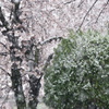 桜　雪降る景色　2