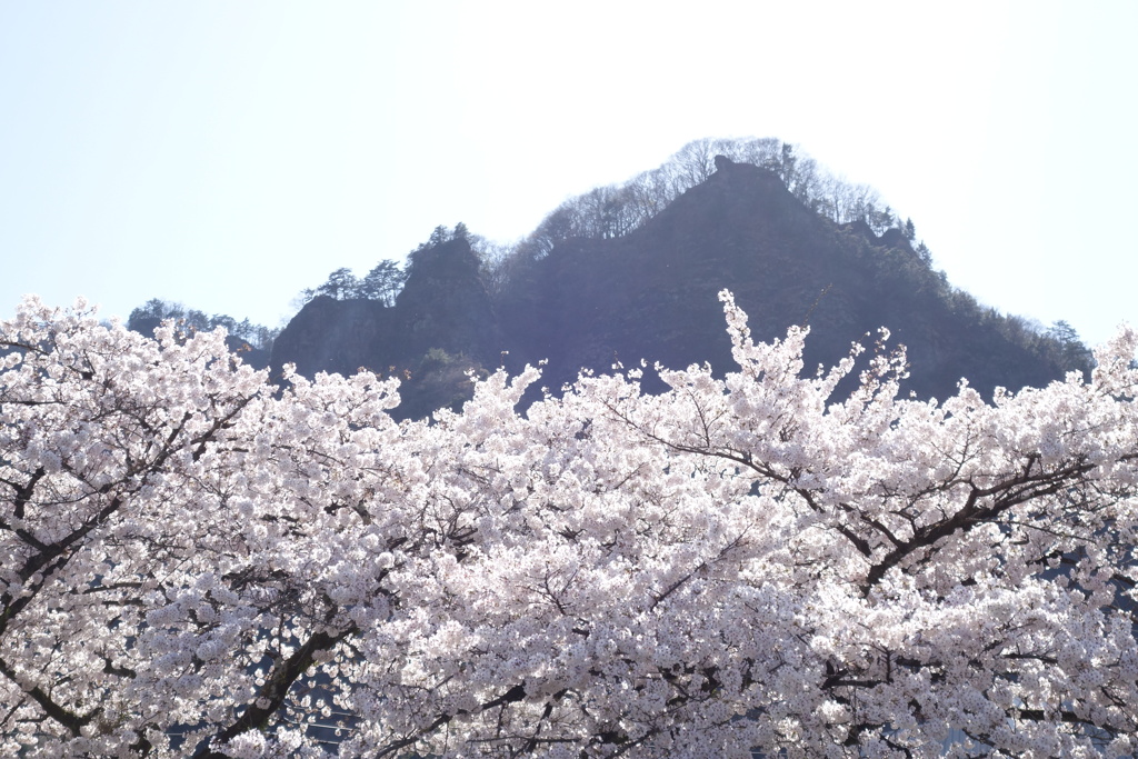 桜と山