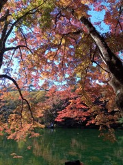雲場池の紅葉