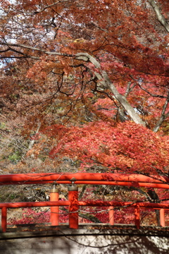 伊香保の紅葉　河鹿橋