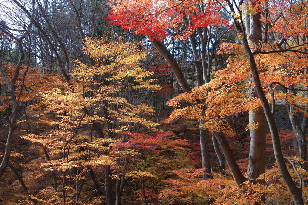 旧道18号の紅葉　2