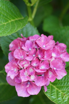 庭の紫陽花　1