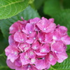 庭の紫陽花　1