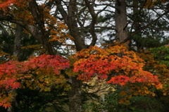 乗鞍で見つけた紅葉　3