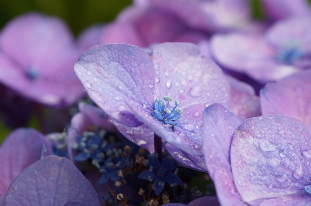 紫陽花