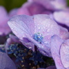 紫陽花