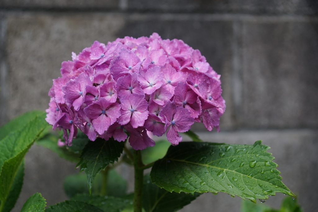 雨に濡れた紫陽花　１