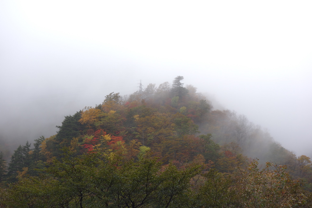 いろは坂にて　雨に煙る紅葉