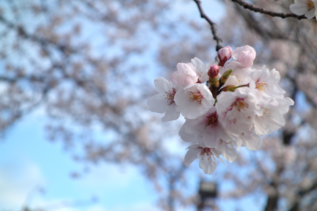 今朝の桜　2