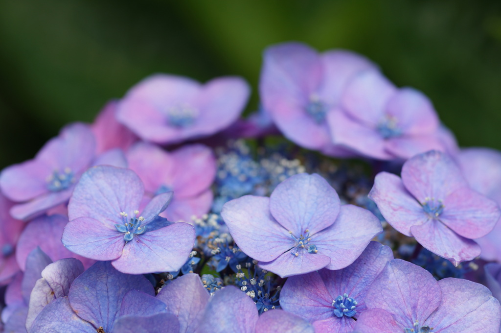 紫陽花　2