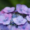 紫陽花　2