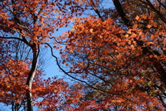 旧中山道を歩く　紅葉　2