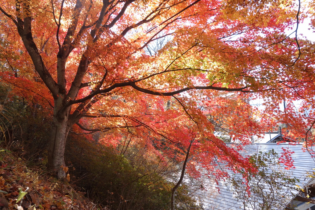 紅葉　静かに燃える　三峰神社にて　2
