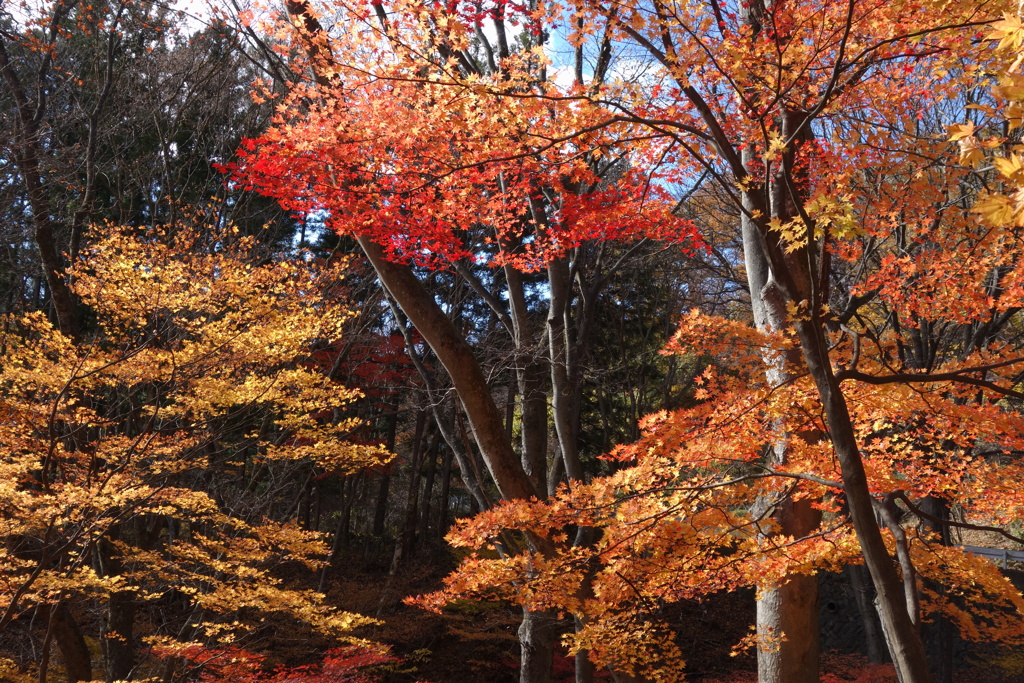 旧道18号の紅葉　3