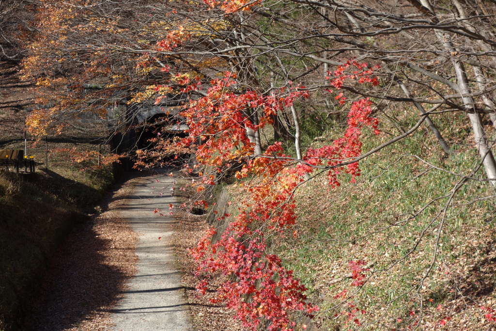 碓氷峠の紅葉