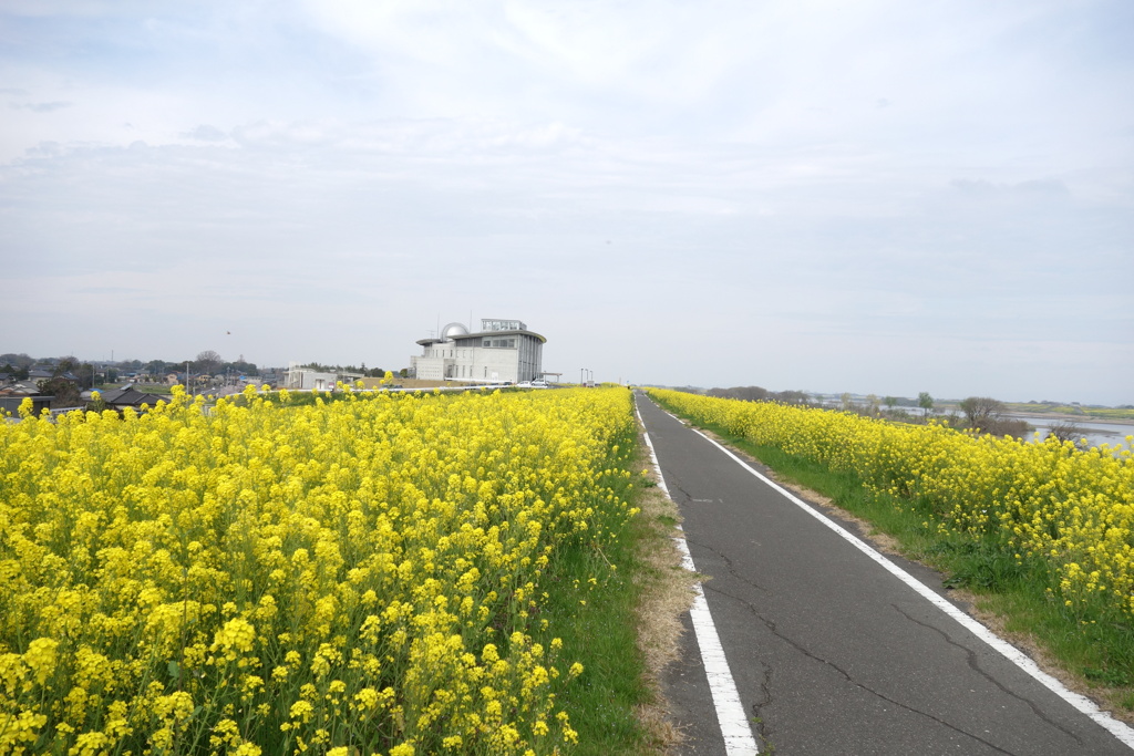 利根川サイクリングロード　1