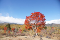 大楓 乗鞍高原にて 大楓 乗鞍高原にて