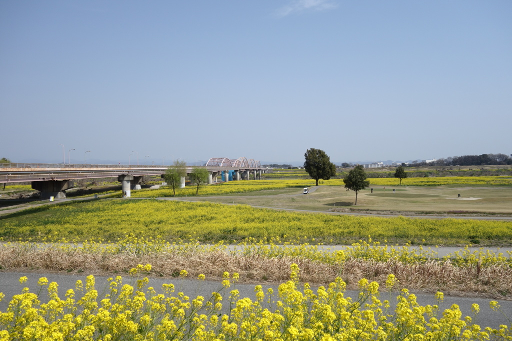 菜の花　刀水橋付近　利根川CRにて