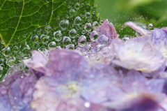 紫陽花　雨の日