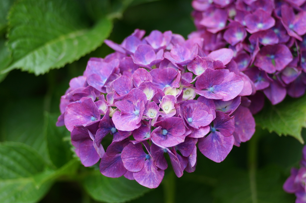 紫陽花