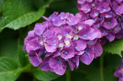 紫陽花