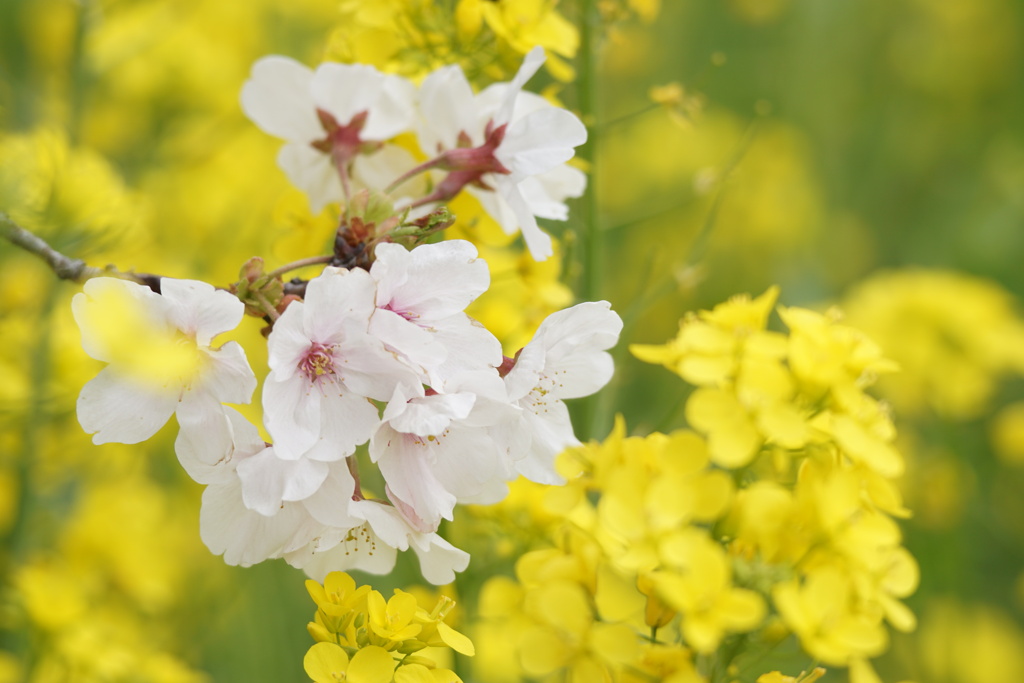 桜と菜の花　2