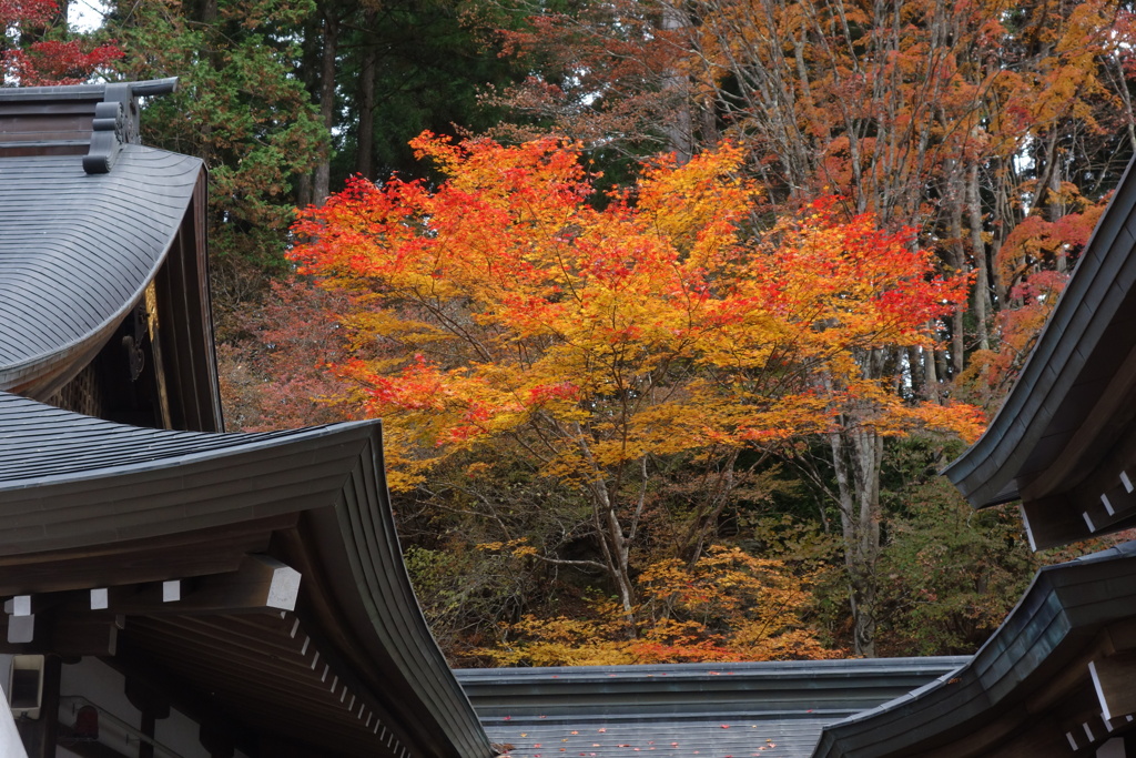 三峰神社の紅葉