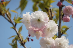 八重桜　2