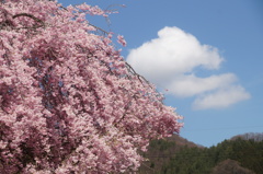山里の春　1