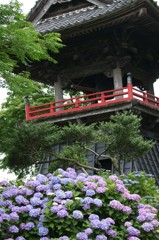 紫陽花のある風景