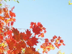 紅葉