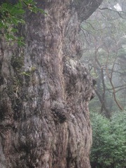 縄文杉