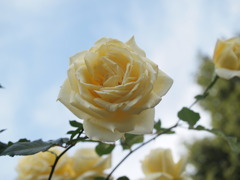 白いバラ
