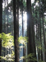 木々