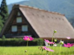 花と合掌造り
