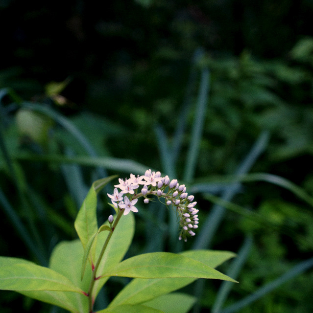 なんらかの花