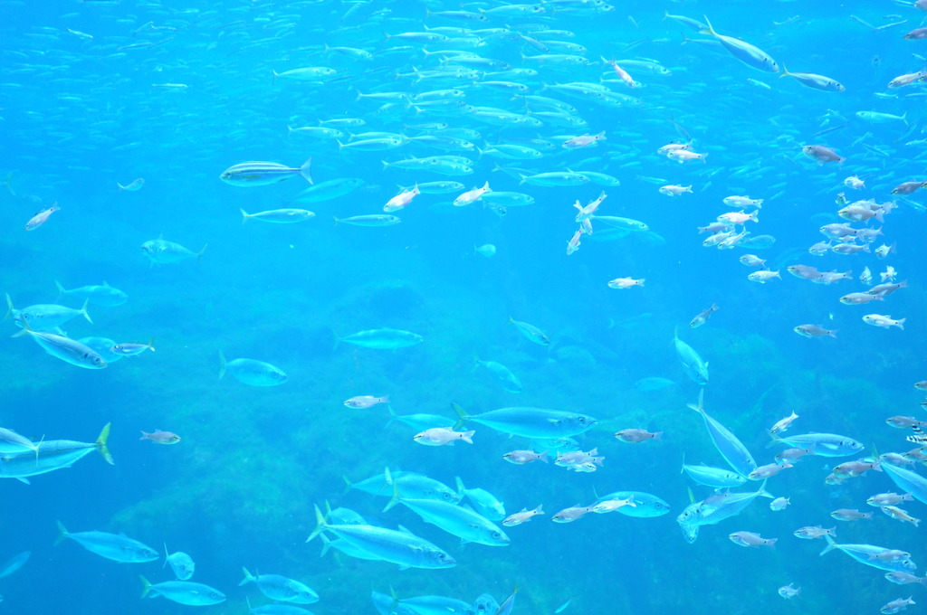 水族館