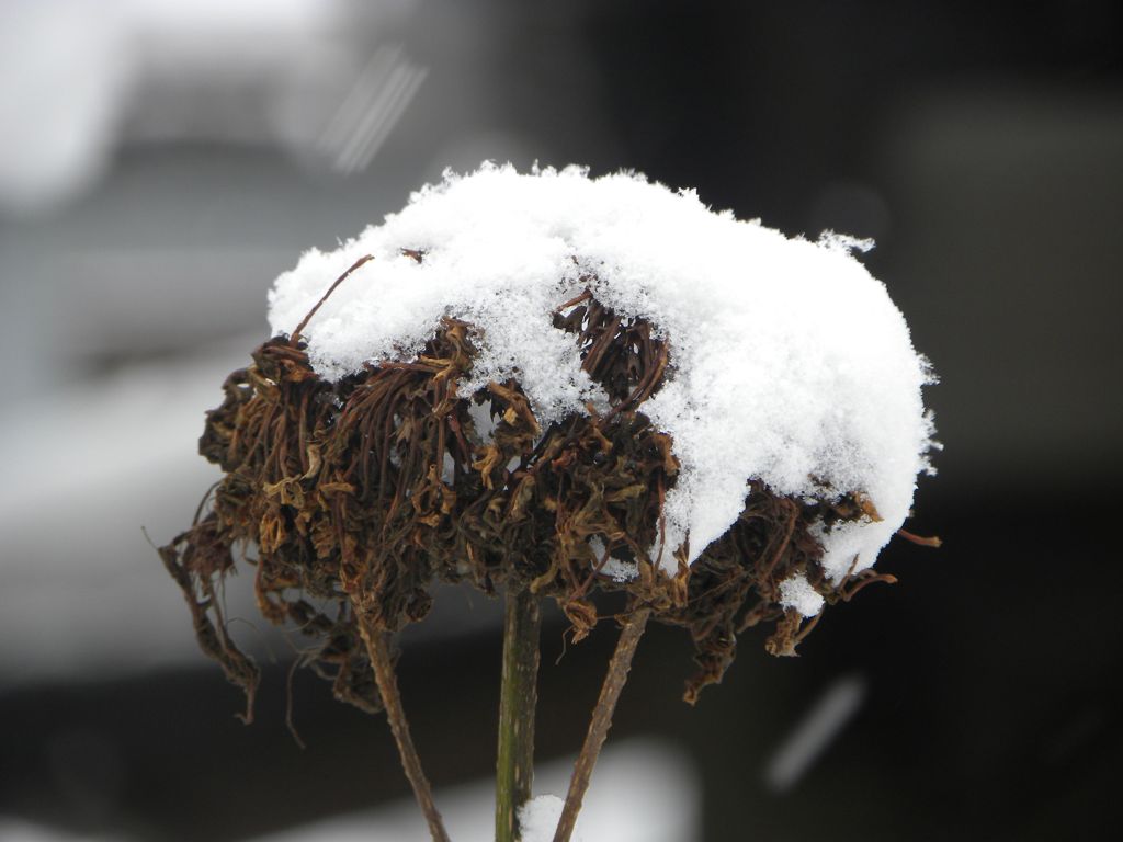 雪枯れ