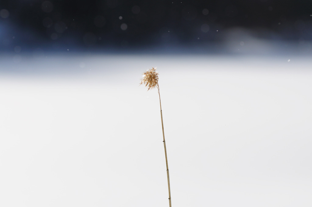雪と草