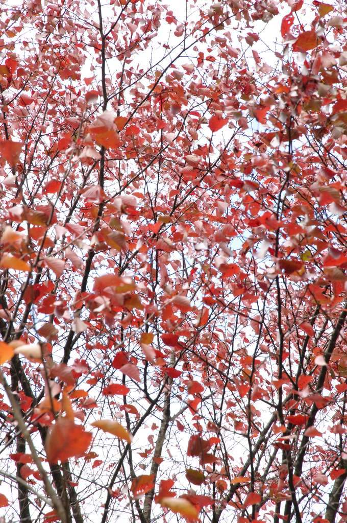 最後の紅