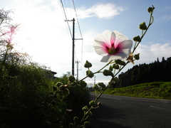 覗き見