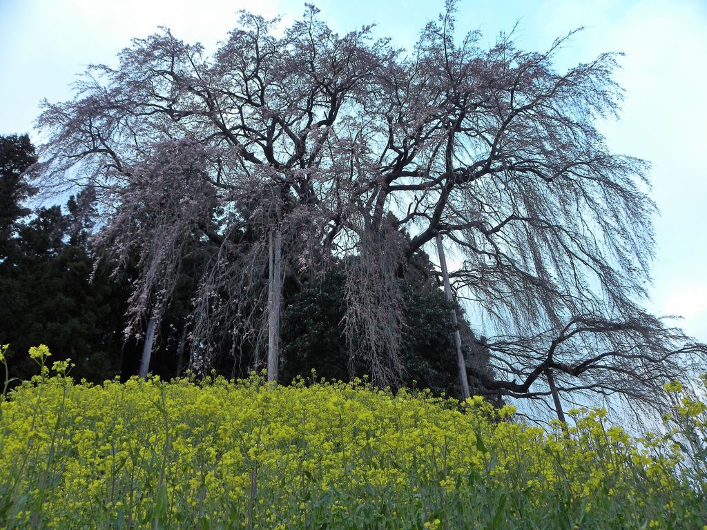 合戦場のしだれ桜（2011.4.18）