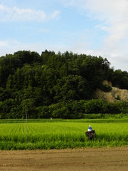 稲守