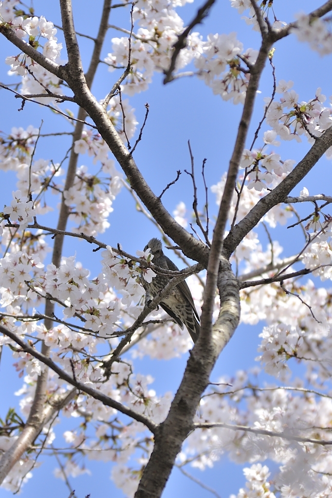 花より団子