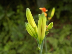 開花待ち